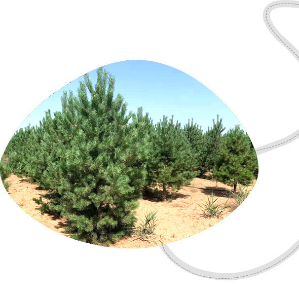 成活率有保證，客戶自然多 技術過硬